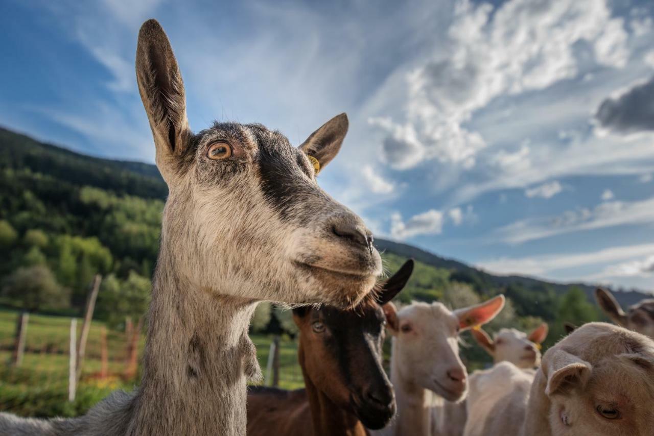 Vila Agritur Maso Piasina Tesero Exteriér fotografie