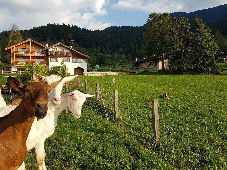 Vila Agritur Maso Piasina Tesero Exteriér fotografie